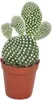 Opuntia microdasys albata - cactus auricolare dalle spine Anteprima dell’immagine prodotto 1