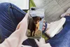 MuchoWow® Handyhülle Schutzhülle Hülle für iPhone 7 Produktbild-Vorschau 3
