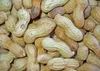 SAFLAX - Erdnuß - 8 Samen - Arachis hypogaea Produktbild-Vorschau 4