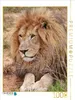 CALVENDO Puzzle Löwen Männchen | 1000 Teile Lege-Größe Produktbild-Vorschau 2