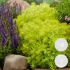 Bloomique - Lot de 6 - Sedum - Orpin - Plantes de jardin - Voir les images du produit 2