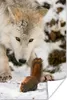 MuchoWow® Poster Eichhörnchen - Wolf - Schnee - Winter Produktbild-Vorschau 1
