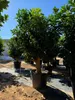 Several potted citrus trees are lined up in an outdoor nursery or garden center, with a clear blue sky in the background. Produktbild-Vorschau