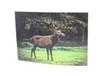 3 D Ansichtskarte Hirsch,  Postkarte Wackelkarte Produktbild-Vorschau 1