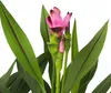 Tulipe siamoise - Curcuma 'Siam Splash' - Rose - H40-60cm - Voir les images du produit 3