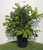 Mahonia japonica ( bealei) - Mahonia 50- 60 cm - Pojemnik Podgląd zdjęcia produktu 1