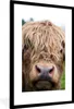 MuchoWow® Gerahmtes Poster Schottische Highlander - Gras - Produktbild-Vorschau 1