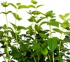 Filadelfo (Philadelphus) Rosace 1L Anteprima dell’immagine prodotto 5