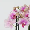 Schmetterlingsorchidee - Phalaenopsis Multiflora - Höhe Produktbild-Vorschau 3