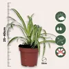 Zielistka Sternberga - 3 szt - Chlorophytum 'Atlantic' - Podgląd zdjęcia produktu 2