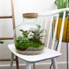 Diy Terrarium - Fat Joe - ↕ 30 Cm Produktbild-Vorschau 3