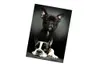 Two French Bulldogs are shown in a studio portrait style. Náhled obrázku produktu