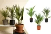 Bloomique - Lot de 3 - Mélange de palmiers rustiques - Voir les images du produit 1