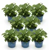 Green boutiQ - Gartenpflanze - Hydrangea Endles Summer The Produktbild-Vorschau 2