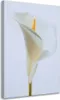 Leinwandbild weiße calla 70x100 cm Feeby beige wandbild Produktbild-Vorschau 1