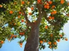 Meine Orangerie - Langzeit-Zitrusdünger [1kg] - Profi Produktbild-Vorschau 5
