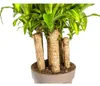 Dračí strom - Dracaena fragrans massangeana - Karussel - Náhľad obrázku produktu 3