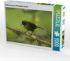 CALVENDO Puzzle Rußgesichttangare (Mitrospingus cassinii) | Produktbild-Vorschau 1