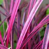 Cordyline australis 'Pink Passion'®, ook wel bekend als Productafbeelding-voorbeeld 4