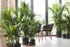 Several potted plants are arranged in a room with large windows, with chairs and a table visible in the background. Náhled obrázku produktu