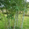 Bambou Fargesia Blue Dragon, 12 plants, Ø14cm, hauteur Voir les images du produit 1