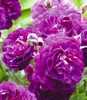 BALDUR Garten 1x Rambler-Rose 'Bleu Magenta', Pflanze Produktbild-Vorschau 2