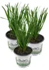 Enseleits 3er Set Schnittknoblauch,Allium tuberosum, Produktbild-Vorschau 1