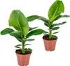 Bloomique - 2er Set - Musa Oriental Dwarf - Bananenpflanze Produktbild-Vorschau 1