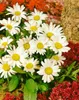 Leucanthemum vulgare, Margerite, weiß, ca. 9x9 cm Topf Produktbild-Vorschau 11