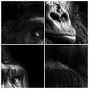 Bilder auf glas - Einteilig - Affe Gorilla Porträt - Produktbild-Vorschau 8