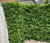 Dehner Hainbuche, für 2 Meter Hecke, ca. 50-60 cm, 10 x 2 l Produktbild-Vorschau 4