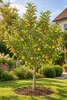Apfelbaum 'Cox Orange' 100–120 cm – *Malus domestica* Náhľad obrázku produktu 3