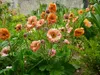 Stauden Gänge 3 x Geum chiloense 'Mai Tai‘ - apricotfarbene Produktbild-Vorschau 2