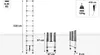 Diagrams and specifications of a telescopic ladder. Náhľad obrázku produktu