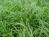 Stauden Gänge 10 x Carex oshimensis 'JS Greenwell' im 1 Produktbild-Vorschau 2