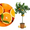 Meine Orangerie Orangenbaum Grande - echte Orange - Produktbild-Vorschau 1