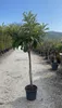 Sunny Tree - Loquat-Baum (Japanische Wollmispel) – Produktbild-Vorschau 2