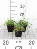 6 x Cardamine pratensis - Spugnola dei prati - vaso 9 x 9 Anteprima dell’immagine prodotto 1