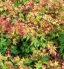 Fächerahorn ´KATSURA´ 90-110 cm, Cont. 3 l Produktbild-Vorschau 6