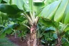 SAFLAX  - Banane plantain - 10 graines - Musa Voir les images du produit 8