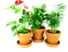 Three potted plants are arranged in terracotta pots on a white background. Náhled obrázku produktu