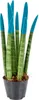 Bloomique - Sansevieria Velvet Touch - Langue de belle-mère Voir les images du produit 6