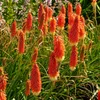 5er-Mix - Kniphofia Uvaria Grandiflora - Feuerpfeil - Produktbild-Vorschau 4