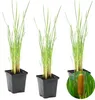Bloomique - Lot de 3 - Typha Latifolia - Grand Massette - Voir les images du produit 2