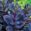 Bakker.com - Sedum Blue Pearl, Der topf / Ø 9cm Produktbild-Vorschau 1