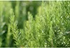 Balsamo per i piedi - Balsamo per i piedi 75ml Anteprima dell’immagine prodotto 10