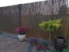 A garden scene with a bamboo fence, potted plants, and a small tree. Produktbild-Vorschau