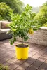 Plante « main de Bouddha » 70–100 cm – citron à doigts, Voir les images du produit 1