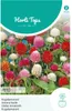 Kugelamarant Mischung | Blumensamen von Hortitops Produktbild-Vorschau 3