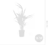 Bloomique - Howea Forsteriana - Palma Kentia - Rośliny Podgląd zdjęcia produktu 7